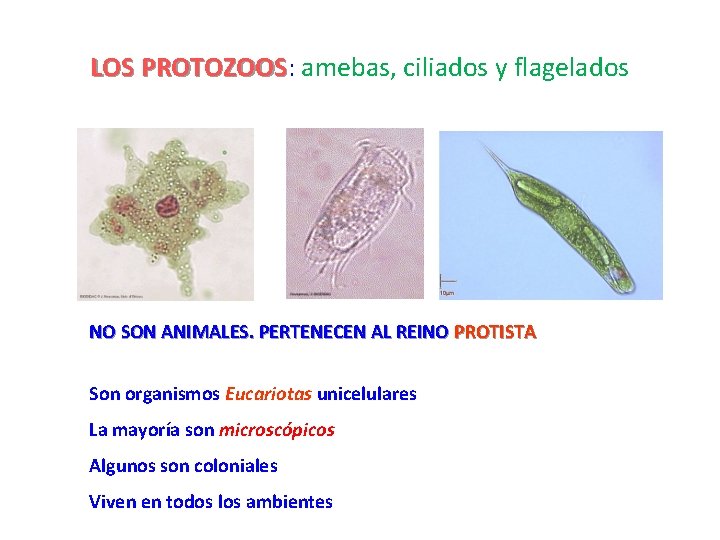 LOS PROTOZOOS: PROTOZOOS amebas, ciliados y flagelados NO SON ANIMALES. PERTENECEN AL REINO PROTISTA