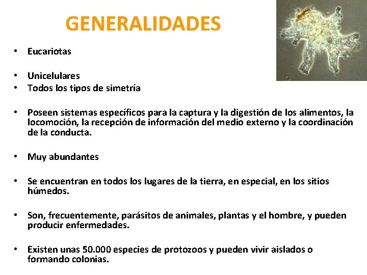 GENERALIDADES • Eucariotas • Unicelulares • Todos los tipos de simetría • Poseen sistemas