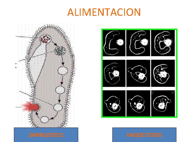 ALIMENTACION SAPROZOICO FAGOCITOSIS 