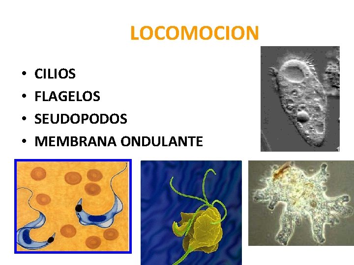 LOCOMOCION • • CILIOS FLAGELOS SEUDOPODOS MEMBRANA ONDULANTE 