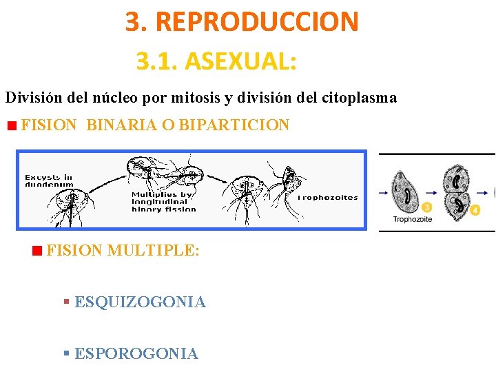 3. REPRODUCCION 3. 1. ASEXUAL: División del núcleo por mitosis y división del citoplasma