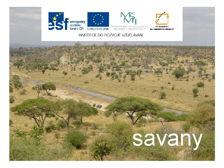 savany 