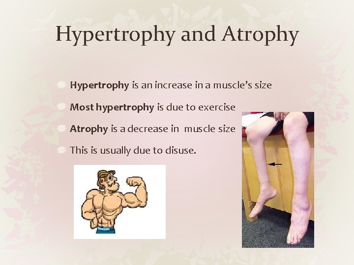 Hypertrophy and Atrophy Hypertrophy is an increase in a muscle’s size Most hypertrophy is