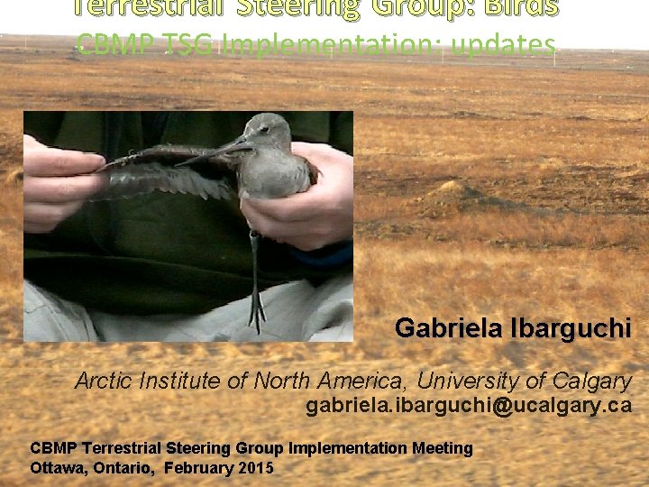 Terrestrial Steering Group: Birds CBMP TSG Implementation: updates Gabriela Ibarguchi Arctic Institute of North