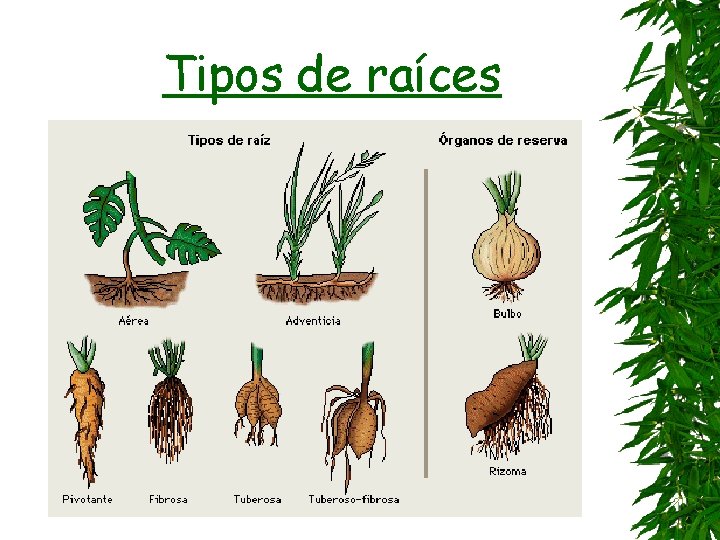 Tipos de raíces 