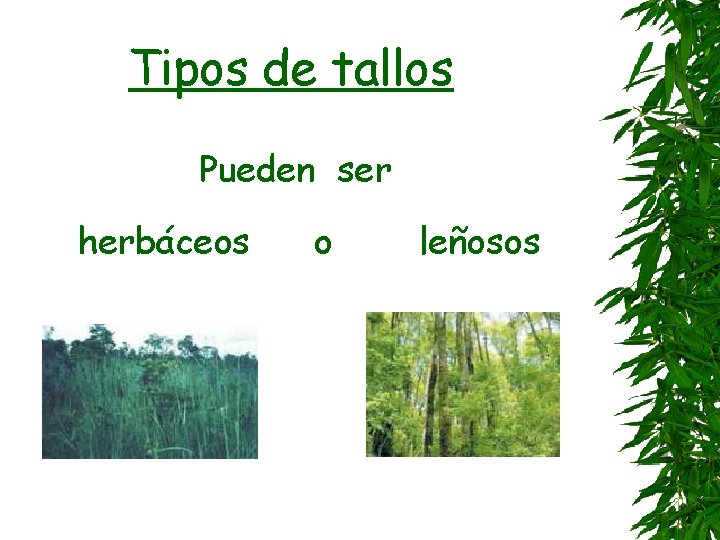 Tipos de tallos Pueden ser herbáceos o leñosos 