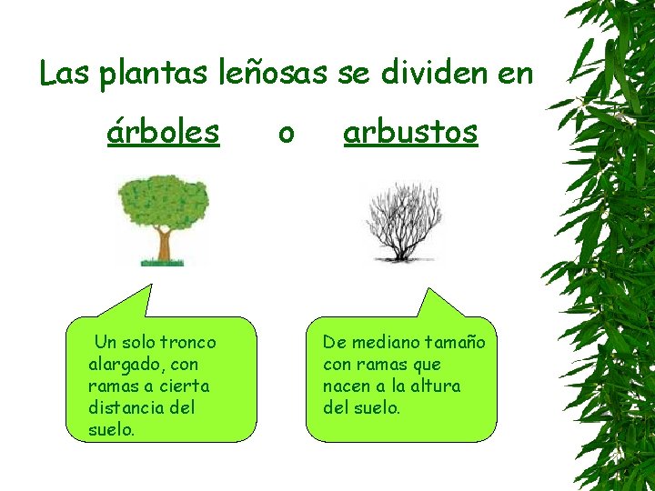 Las plantas leñosas se dividen en árboles Un solo tronco alargado, con ramas a