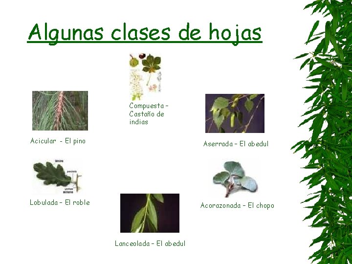 Algunas clases de hojas Compuesta – Castaño de indias Acicular - El pino Aserrada