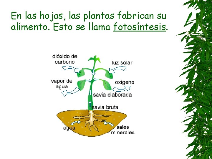 En las hojas, las plantas fabrican su alimento. Esto se llama fotosíntesis. 