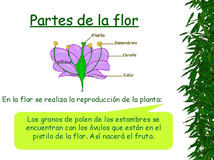 Partes de la flor pétalos En la flor se realiza la reproducción de la