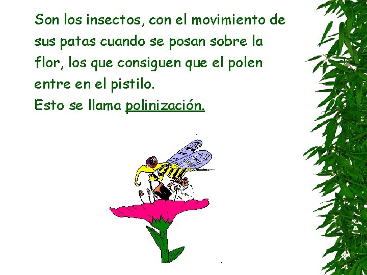 Son los insectos, con el movimiento de sus patas cuando se posan sobre la