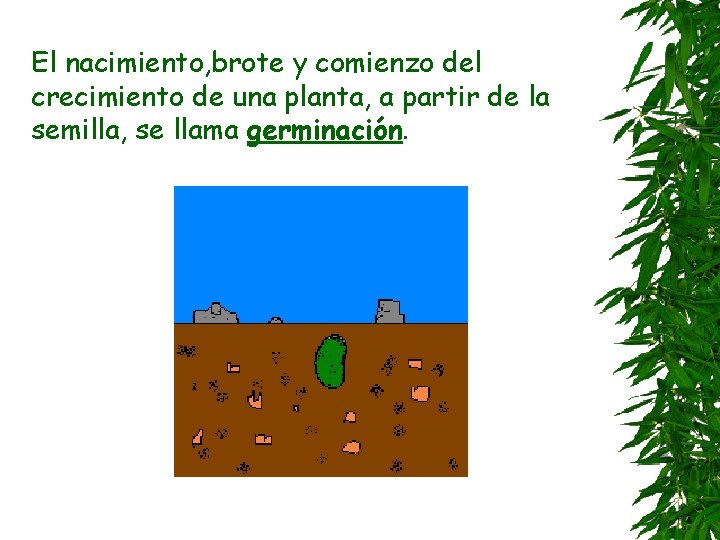 El nacimiento, brote y comienzo del crecimiento de una planta, a partir de la