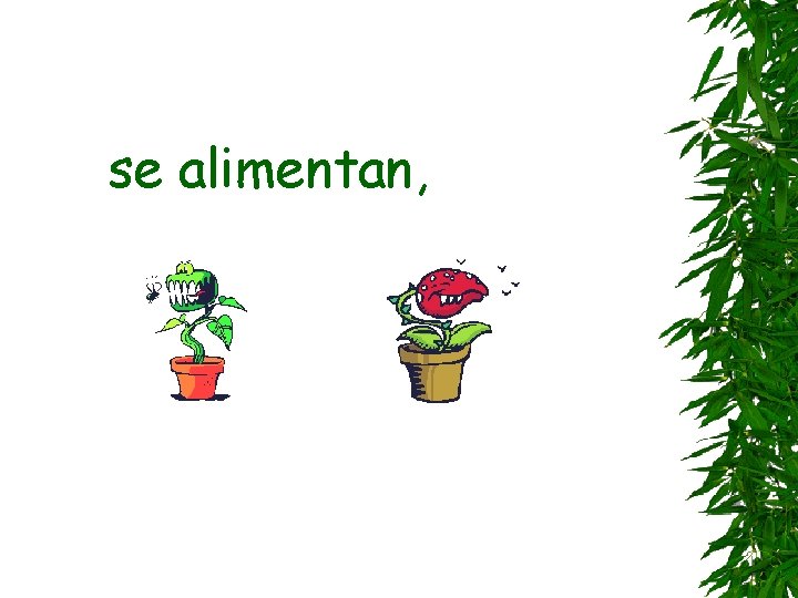 se alimentan, 