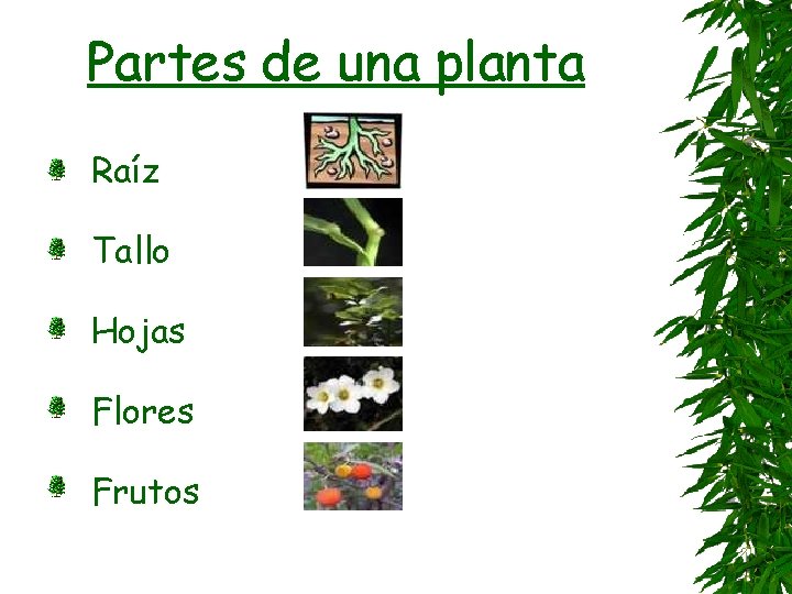 Partes de una planta Raíz Tallo Hojas Flores Frutos 