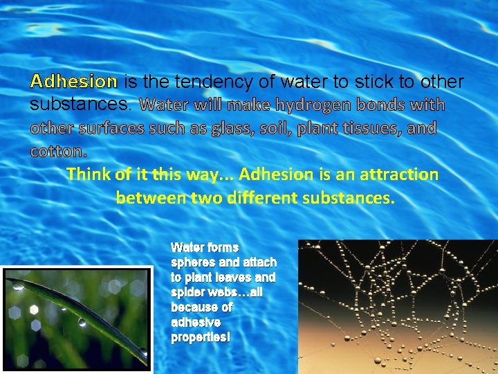 Adhesion is the tendency of water to stick to other substances. Water will make