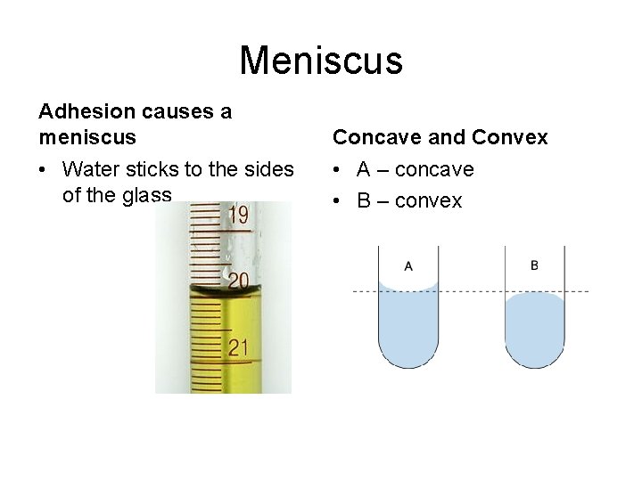 Meniscus Adhesion causes a meniscus Concave and Convex • Water sticks to the sides