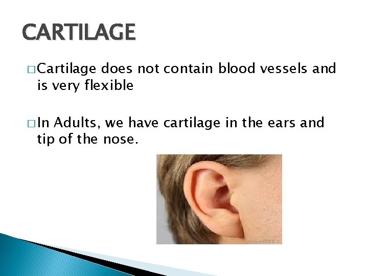 CARTILAGE � Cartilage does not contain blood vessels and is very flexible � In