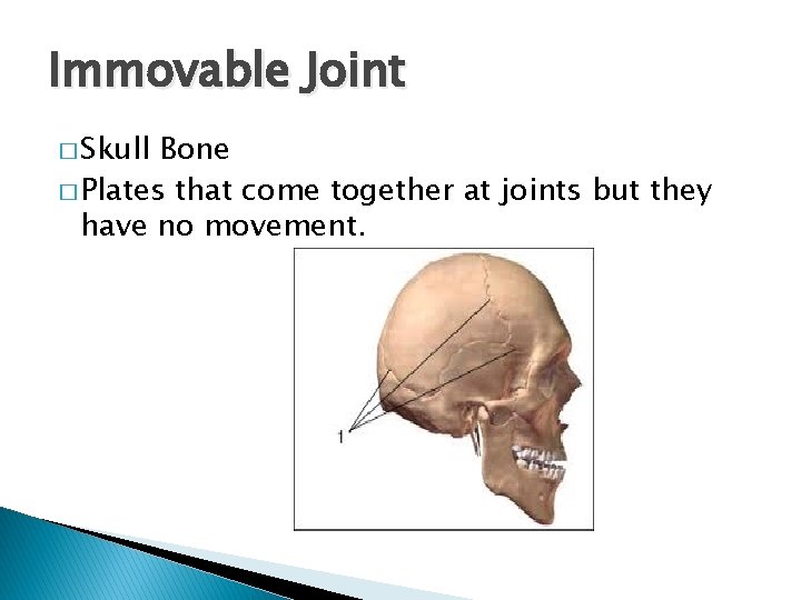 Immovable Joint � Skull Bone � Plates that come together at joints but they Immovable Joint � Skull Bone � Plates that come together at joints but they