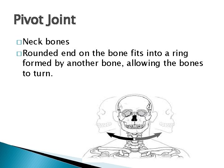 Pivot Joint � Neck bones � Rounded end on the bone fits into a