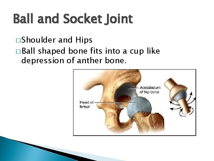 Ball and Socket Joint � Shoulder and Hips � Ball shaped bone fits into