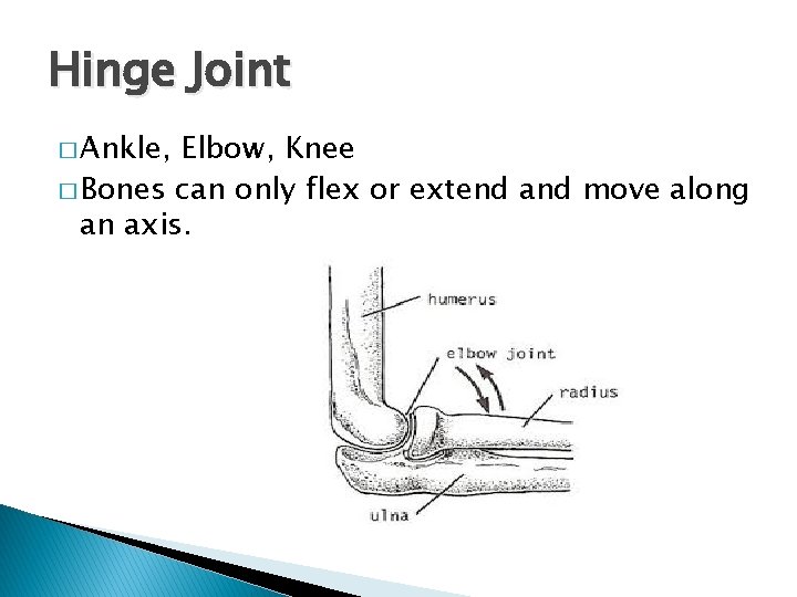 Hinge Joint � Ankle, Elbow, Knee � Bones can only flex or extend and