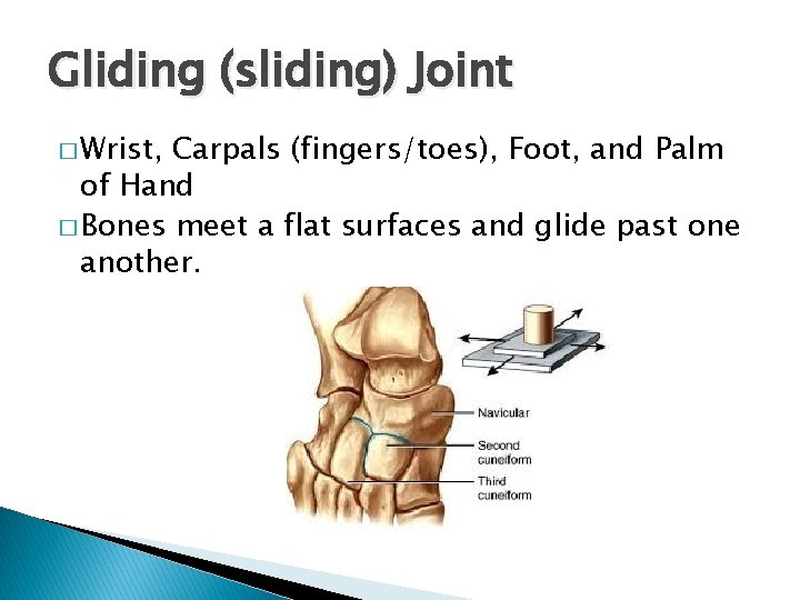 Gliding (sliding) Joint � Wrist, Carpals (fingers/toes), Foot, and Palm of Hand � Bones