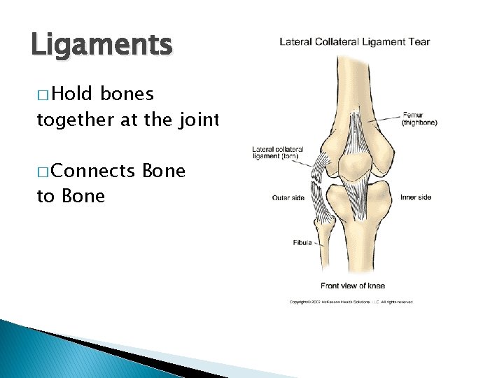 Ligaments � Hold bones together at the joints � Connects to Bone 