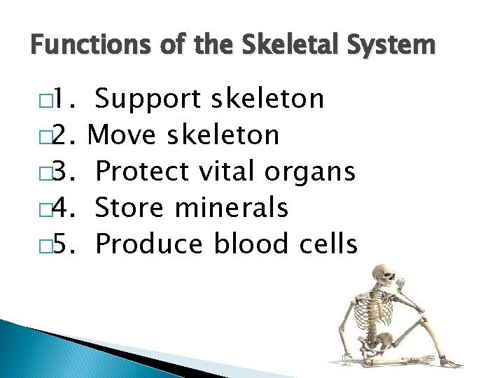 Functions of the Skeletal System � 1. � 2. � 3. � 4. �