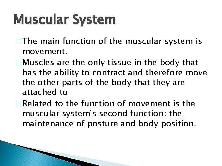 Muscular System � The main function of the muscular system is movement. � Muscles