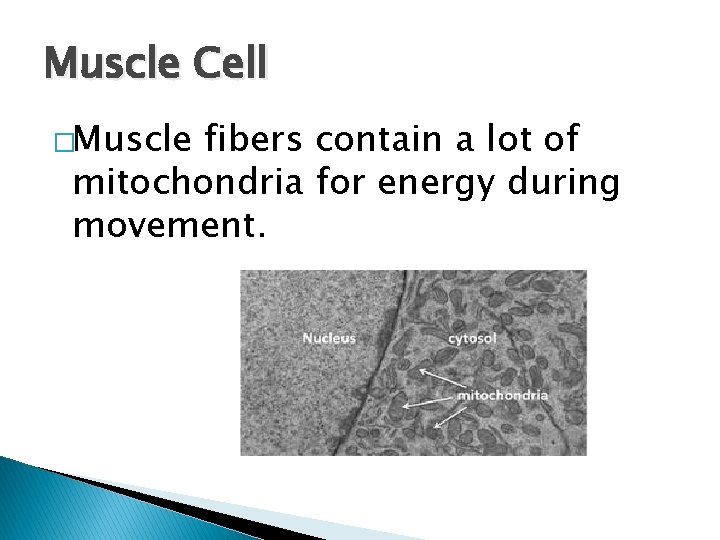 Muscle Cell �Muscle fibers contain a lot of mitochondria for energy during movement. 