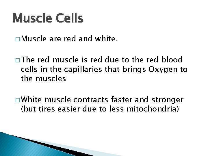Muscle Cells � Muscle are red and white. � The red muscle is red