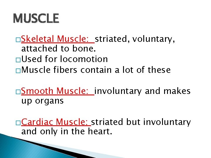 MUSCLE �Skeletal Muscle: striated, voluntary, attached to bone. �Used for locomotion �Muscle fibers contain