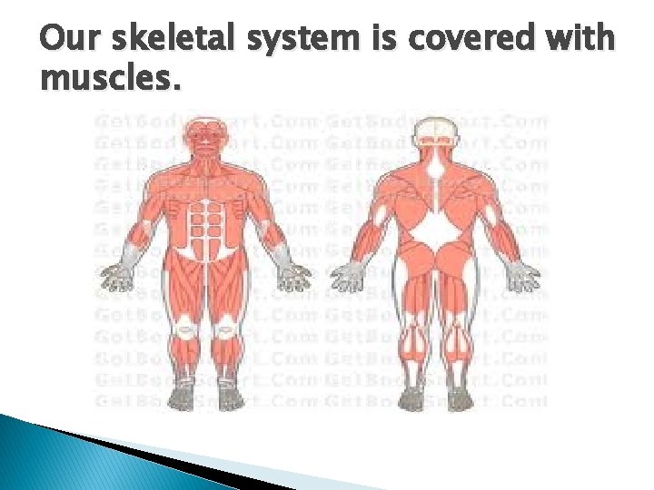 Our skeletal system is covered with muscles. 