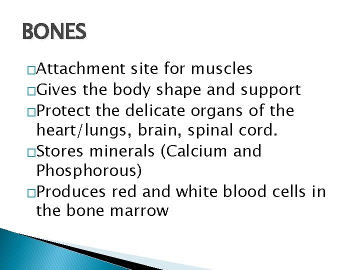 BONES �Attachment site for muscles �Gives the body shape and support �Protect the delicate