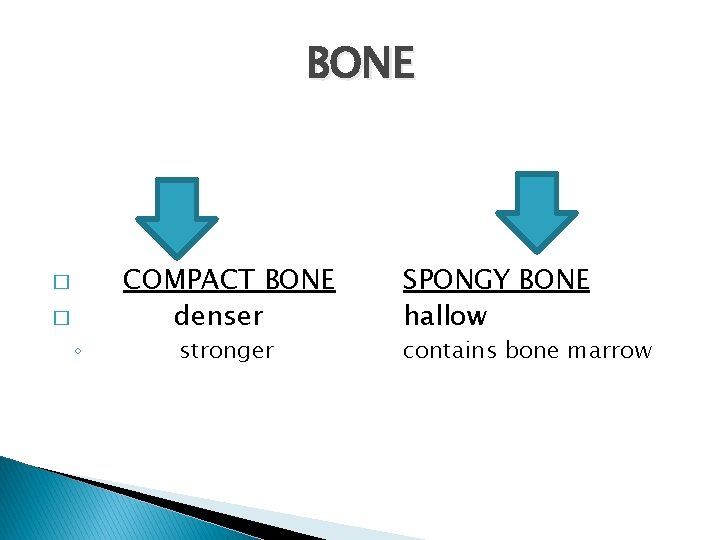 BONE � � ◦ COMPACT BONE denser stronger SPONGY BONE hallow contains bone marrow