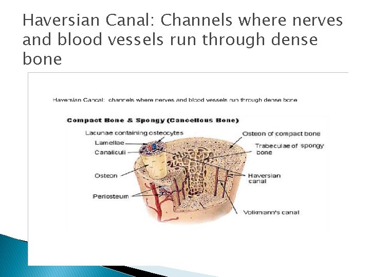 Haversian Canal: Channels where nerves and blood vessels run through dense bone 