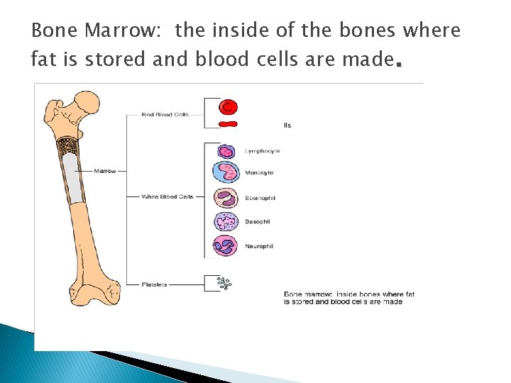 Bone Marrow: the inside of the bones where fat is stored and blood cells