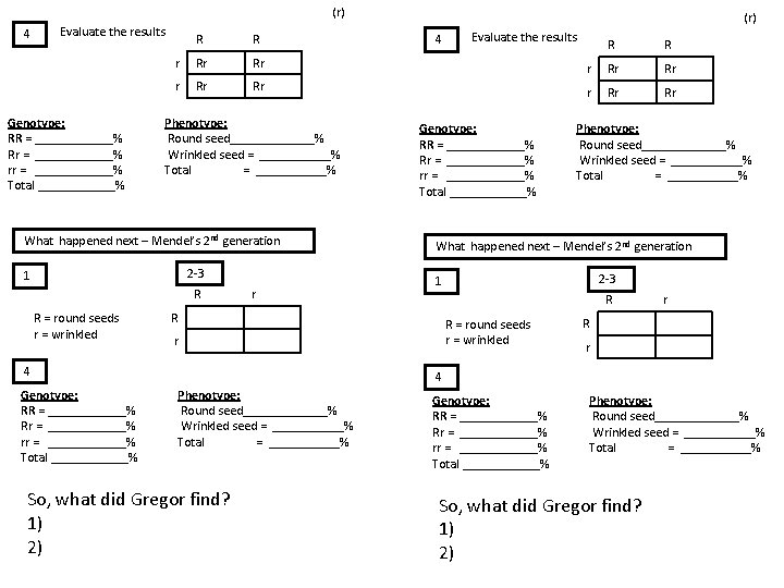 (r) 4 Evaluate the results Genotype: RR = ______% Rr = ______% rr =