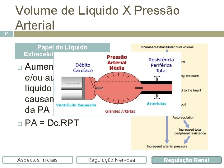 10 Volume de Líquido X Pressão Arterial Papel do Líquido Extracelular/Volemia X PA Aumento