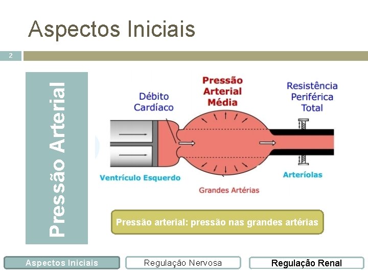 Aspectos Iniciais Pressão Arterial 2 Aspectos Iniciais Pressão arterial: pressão nas grandes artérias Regulação