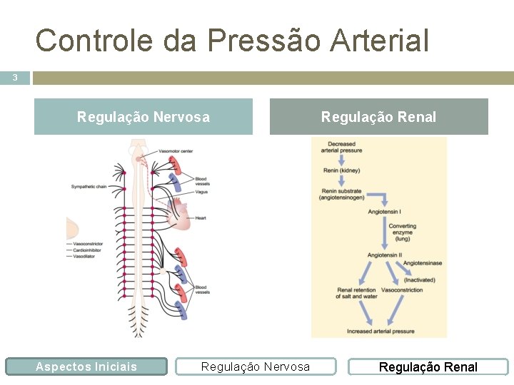 Controle da Pressão Arterial 3 Regulação Nervosa Aspectos Iniciais Regulação Nervosa Regulação Renal 