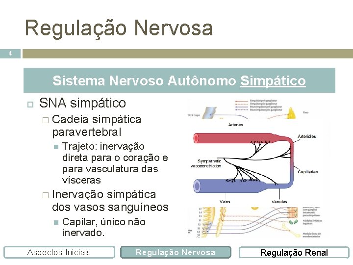 Regulação Nervosa 4 Sistema Nervoso Autônomo Simpático SNA simpático � Cadeia simpática paravertebral Trajeto: