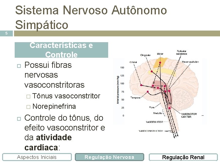 5 Sistema Nervoso Autônomo Simpático Características e Controle Possui fibras nervosas vasoconstritoras � Tônus