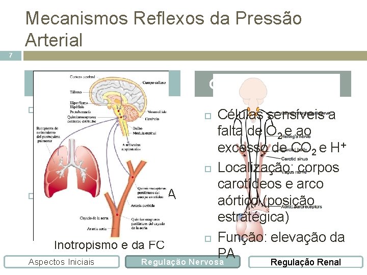 Mecanismos Reflexos da Pressão Arterial 7 Barorreceptores Receptores de estiramento nas paredes do arco
