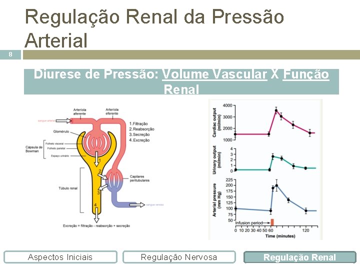 8 Regulação Renal da Pressão Arterial Diurese de Pressão: Volume Vascular X Função Renal