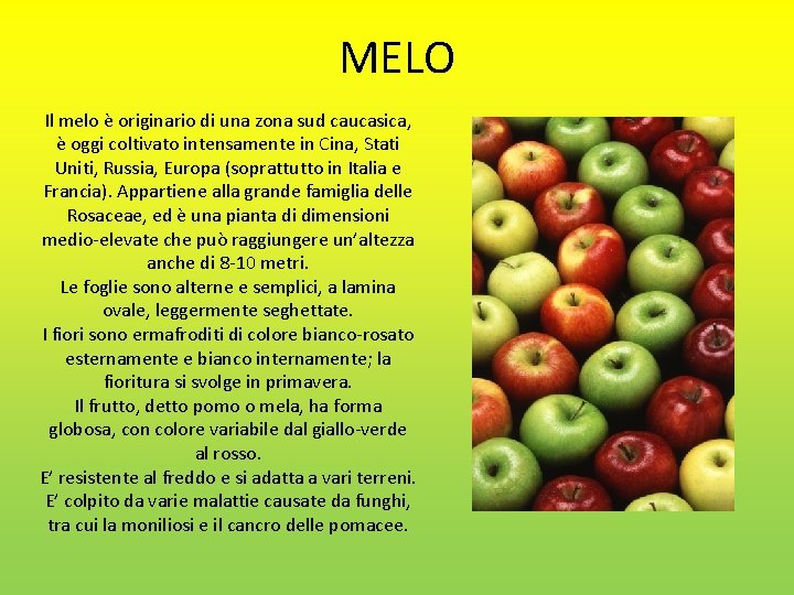 MELO Il melo è originario di una zona sud caucasica, è oggi coltivato intensamente