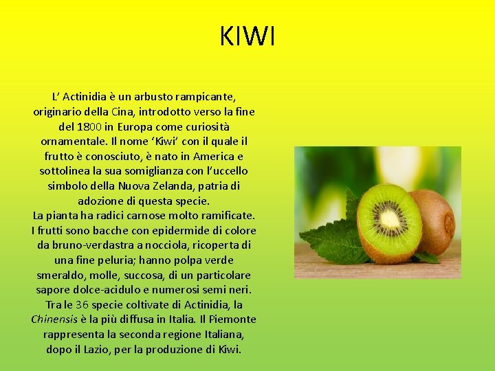 KIWI L’ Actinidia è un arbusto rampicante, originario della Cina, introdotto verso la fine