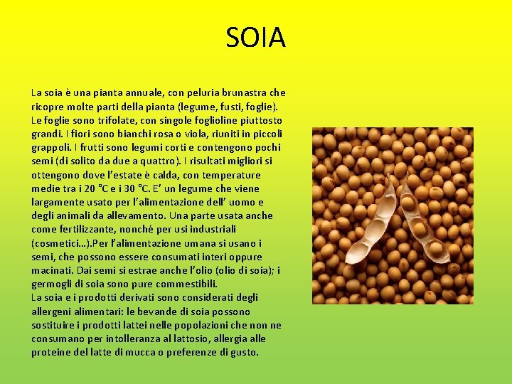 SOIA La soia è una pianta annuale, con peluria brunastra che ricopre molte parti