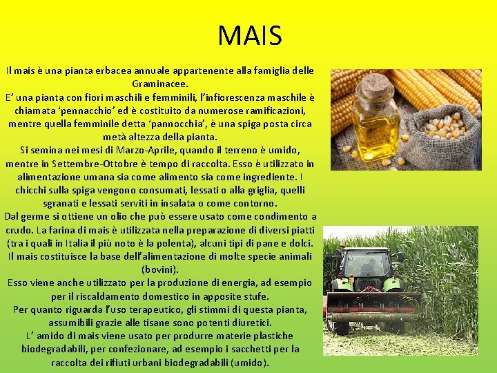 MAIS Il mais è una pianta erbacea annuale appartenente alla famiglia delle Graminacee. E’