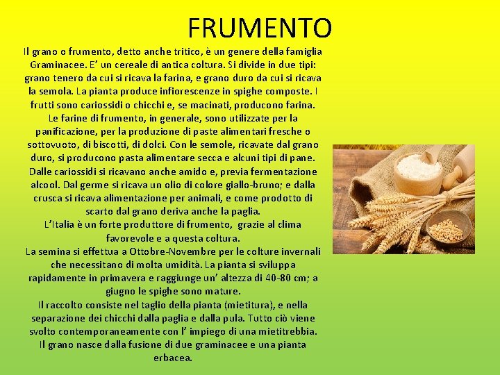 FRUMENTO Il grano o frumento, detto anche tritico, è un genere della famiglia Graminacee.